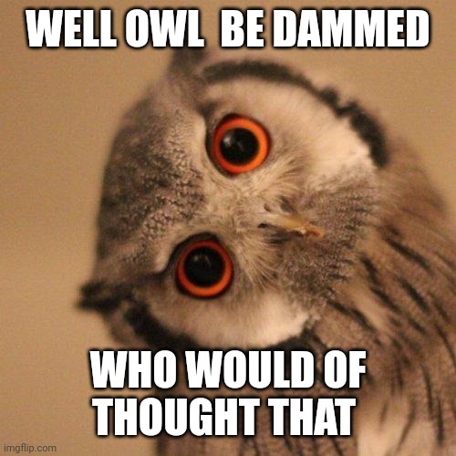 inquisitve owl | WELL OWL  BE DAMMED WHO WOULD OF THOUGHT THAT | image tagged in inquisitve owl | made w/ Imgflip meme maker