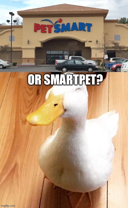 Smartpet | image tagged in pets,smart,duck | made w/ Imgflip meme maker