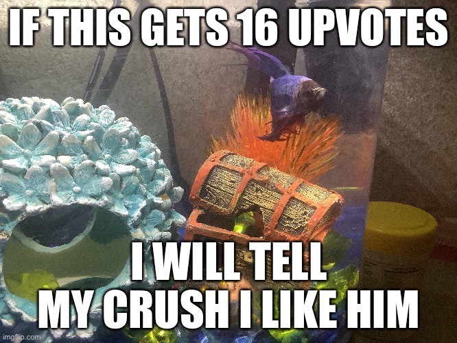 I’ll probably get rejected (not upvote begging) | IF THIS GETS 16 UPVOTES; I WILL TELL MY CRUSH I LIKE HIM | image tagged in funny,crush,ask out | made w/ Imgflip meme maker
