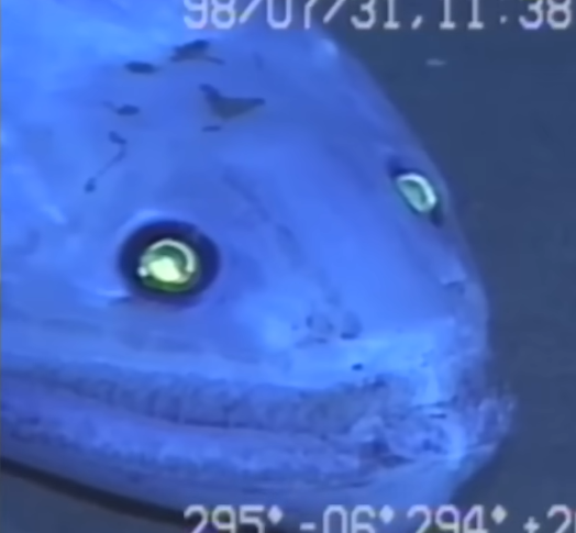 High Quality Deepsea lizardfish Blank Meme Template