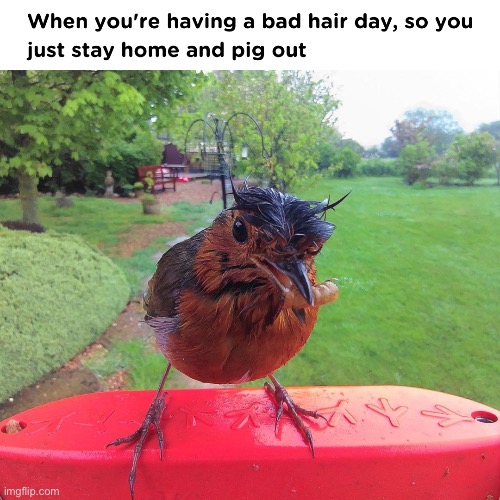 image tagged in memes | made w/ Imgflip meme maker