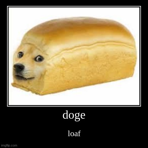 d o g e  l o a f | doge | loaf | image tagged in funny,demotivationals | made w/ Imgflip demotivational maker