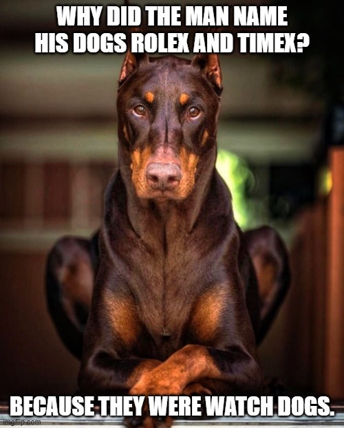 Daily Bad Dad Joke 05/09/2023 | WHY DID THE MAN NAME HIS DOGS ROLEX AND TIMEX? BECAUSE THEY WERE WATCH DOGS. | image tagged in rolex my watch dog | made w/ Imgflip meme maker