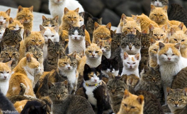 I want to visit Aoshima Island bcs theres a lot of cats | image tagged in aoshima cat island | made w/ Imgflip meme maker