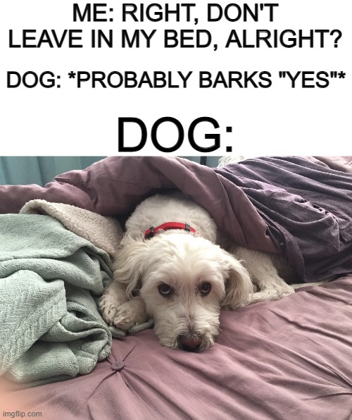 No doggo T-T | ME: RIGHT, DON'T LEAVE IN MY BED, ALRIGHT? DOG: *PROBABLY BARKS "YES"*; DOG: | image tagged in blank white template | made w/ Imgflip meme maker