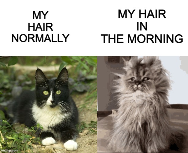 My hair looks as goofy as an anime character in the mornings X__X | MY HAIR IN THE MORNING; MY HAIR NORMALLY | image tagged in blank white template | made w/ Imgflip meme maker
