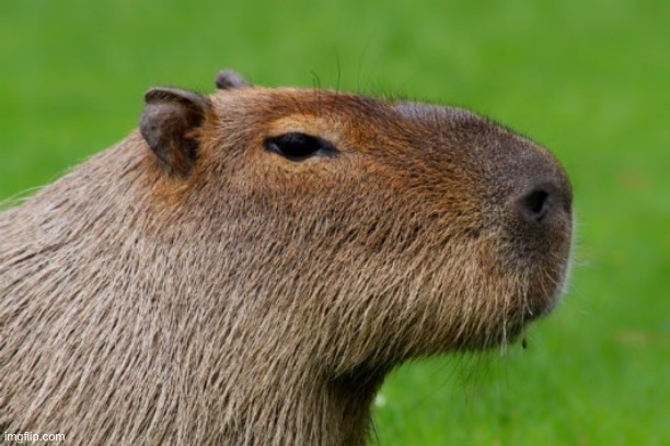 Anonymous Capybara | image tagged in anonymous capybara | made w/ Imgflip meme maker