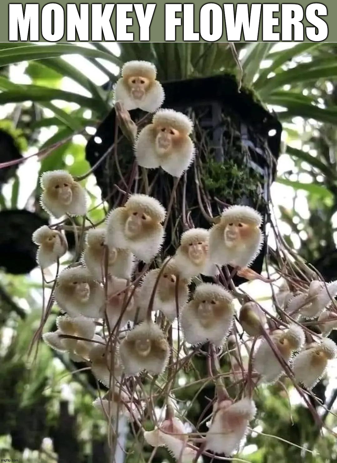 MONKEY FLOWERS | image tagged in wholesome | made w/ Imgflip meme maker