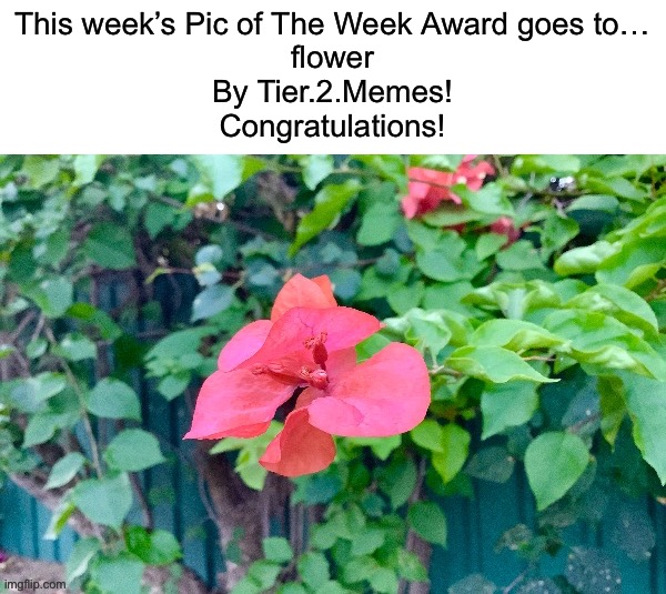 flower by @Tier.2.Memes https://imgflip.com/i/7kqm2m | This week’s Pic of The Week Award goes to…
flower
By Tier.2.Memes!
Congratulations! | image tagged in share your own photos | made w/ Imgflip meme maker