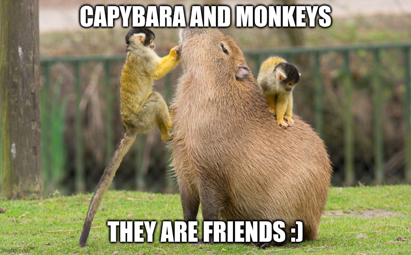 capybara and monkey | CAPYBARA AND MONKEYS; THEY ARE FRIENDS :) | image tagged in capybara | made w/ Imgflip meme maker