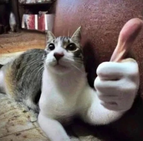 cat thumbs up Blank Meme Template