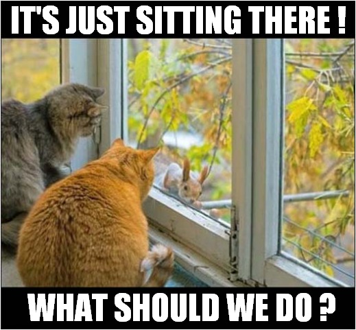 Confused Cats Watching Squirrel ! | IT'S JUST SITTING THERE ! WHAT SHOULD WE DO ? | image tagged in cats,squirrel,confusion | made w/ Imgflip meme maker