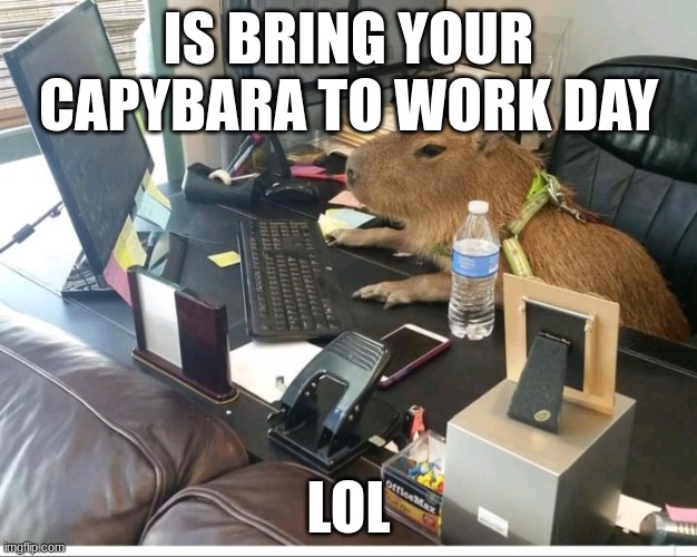 idk | IS BRING YOUR CAPYBARA TO WORK DAY; LOL | image tagged in capybara | made w/ Imgflip meme maker