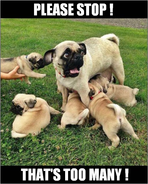 Look At Those Eyes ! | PLEASE STOP ! THAT'S TOO MANY ! | image tagged in dogs,pugs,too many,puppies | made w/ Imgflip meme maker
