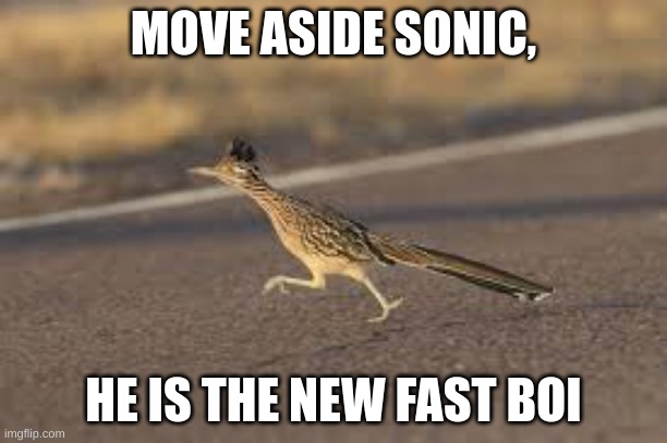 funny | MOVE ASIDE SONIC, HE IS THE NEW FAST BOI | image tagged in funny | made w/ Imgflip meme maker