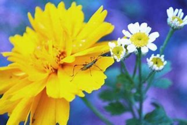 bug on flower | image tagged in memes,cool,photo | made w/ Imgflip meme maker