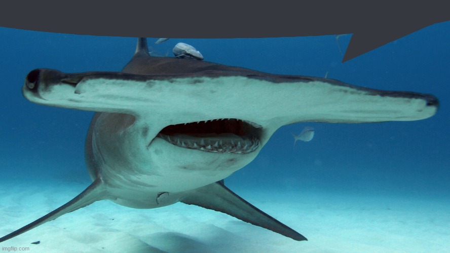 Hammerhead | image tagged in hammerhead | made w/ Imgflip meme maker