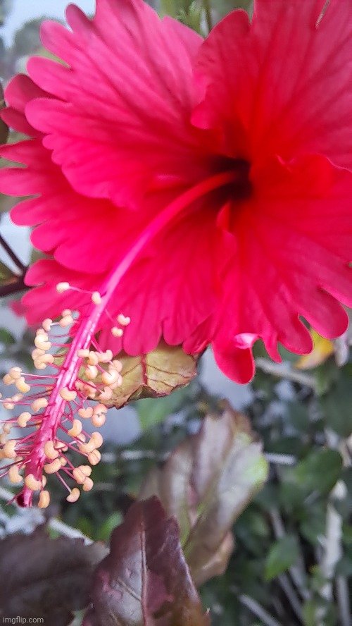 Amazing hibiscus ? | image tagged in flowers,close up | made w/ Imgflip meme maker