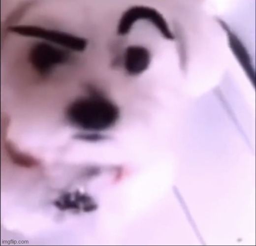 Raised eyebrow dog | image tagged in raised eyebrow dog | made w/ Imgflip meme maker