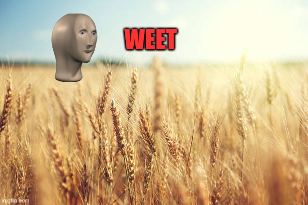 Wheat field | WEET | image tagged in wheat field | made w/ Imgflip meme maker