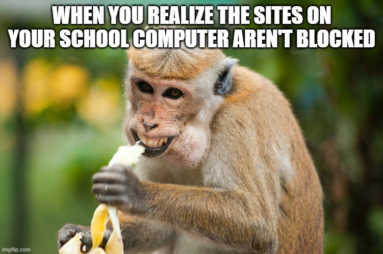 This you? Because it isn't me. | WHEN YOU REALIZE THE SITES ON YOUR SCHOOL COMPUTER AREN'T BLOCKED | image tagged in monke,banana | made w/ Imgflip meme maker