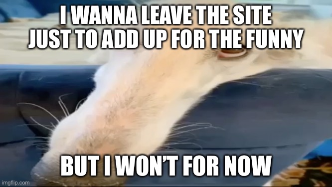 Borzoi dog | I WANNA LEAVE THE SITE JUST TO ADD UP FOR THE FUNNY; BUT I WON’T FOR NOW | image tagged in borzoi dog | made w/ Imgflip meme maker