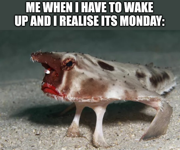What a good da- oh nevermind | ME WHEN I HAVE TO WAKE UP AND I REALISE ITS MONDAY: | image tagged in not happy,monday,bruhh | made w/ Imgflip meme maker