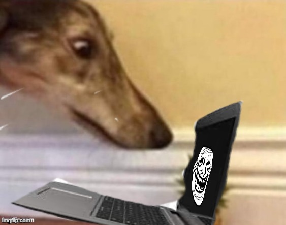 dog staring at computer | image tagged in dog staring at computer | made w/ Imgflip meme maker