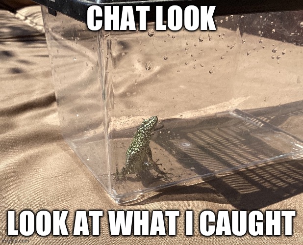 Any name suggestions? (doggie: Mark Zuckerburg) | CHAT LOOK; LOOK AT WHAT I CAUGHT | made w/ Imgflip meme maker