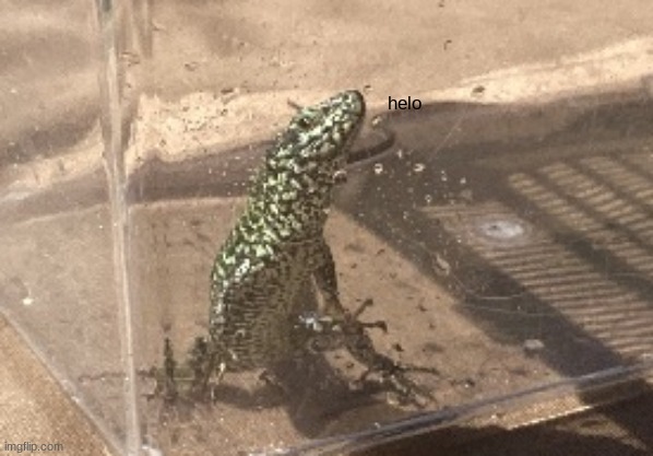 helo | made w/ Imgflip meme maker