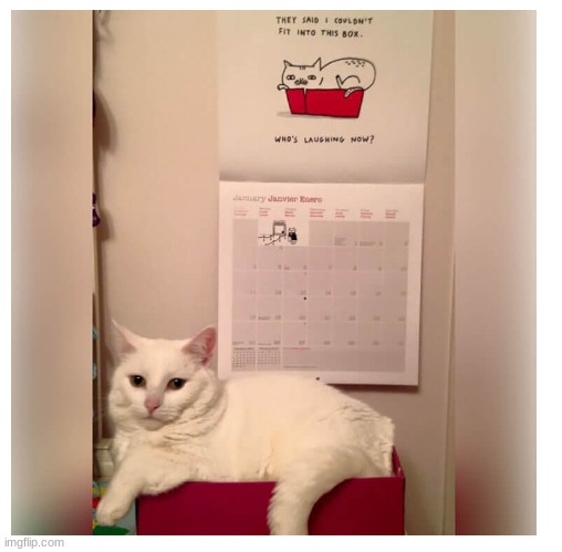 image tagged in funny,cat,box,calendar,why are you reading the tags | made w/ Imgflip meme maker