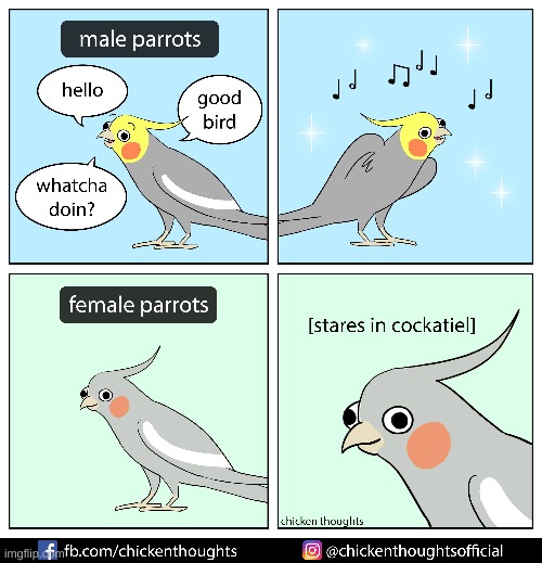 I have a female cockatiel and can relate to this | made w/ Imgflip meme maker