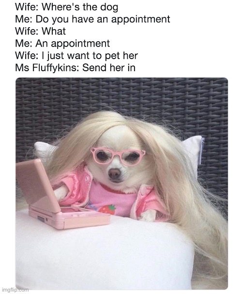 Can i pet her? | image tagged in funny memes | made w/ Imgflip meme maker
