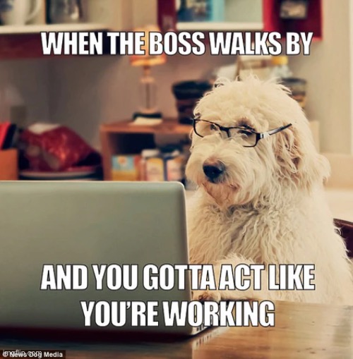 When the boss walks by | image tagged in meme | made w/ Imgflip meme maker