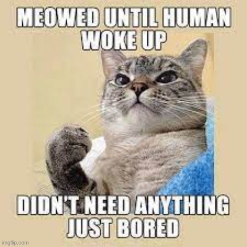 "Dont get bored" | image tagged in cats,cat,memes,funny,lol,xd | made w/ Imgflip meme maker