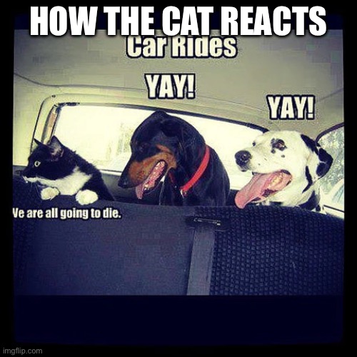 CAR RIDE! | HOW THE CAT REACTS | image tagged in memes | made w/ Imgflip meme maker