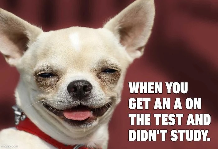 "I didnt study, but im fricken smart!!" | image tagged in memes,funny,dogs,lol,imgflip,dog | made w/ Imgflip meme maker