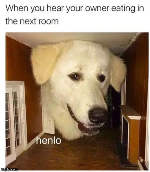 "Hello there -dog 2023" | image tagged in dogs,memes,funny,lol,house,dog | made w/ Imgflip meme maker