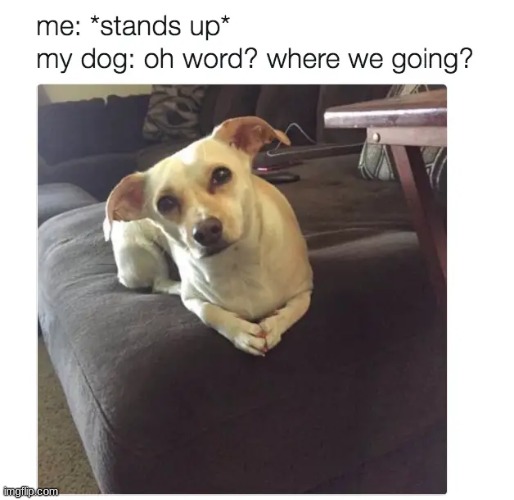 "My dog ALWAYS does this." | image tagged in memes,dogs,dog,animal,animals,imgflip | made w/ Imgflip meme maker