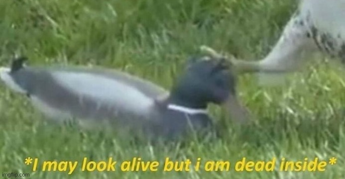I may look alive but I am dead inside duck and hawk | image tagged in i may look alive but i am dead inside duck and hawk | made w/ Imgflip meme maker