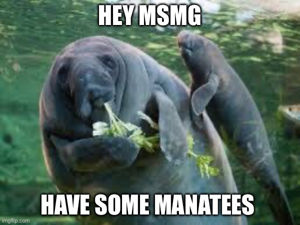 HEY MSMG; HAVE SOME MANATEES | made w/ Imgflip meme maker