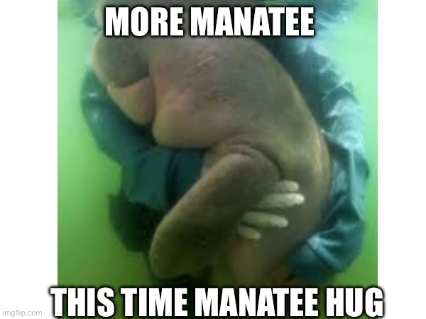 I like manatees :D | MORE MANATEE; THIS TIME MANATEE HUG | image tagged in manatee | made w/ Imgflip meme maker