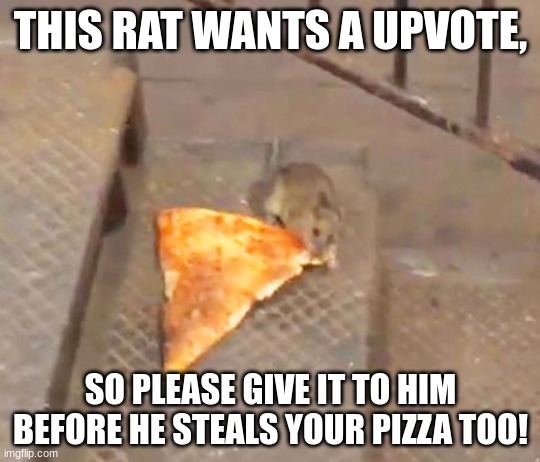 This is the pizza stealing rat, please upvote so he doesn't steal yours! | THIS RAT WANTS A UPVOTE, SO PLEASE GIVE IT TO HIM BEFORE HE STEALS YOUR PIZZA TOO! | image tagged in pizza rat | made w/ Imgflip meme maker