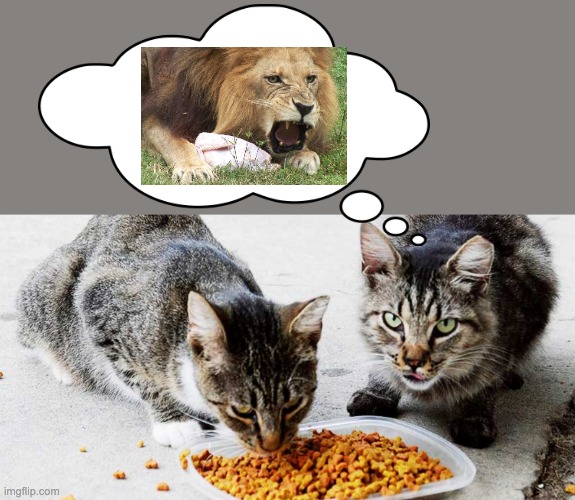 image tagged in cat,lion,self image,eating | made w/ Imgflip meme maker