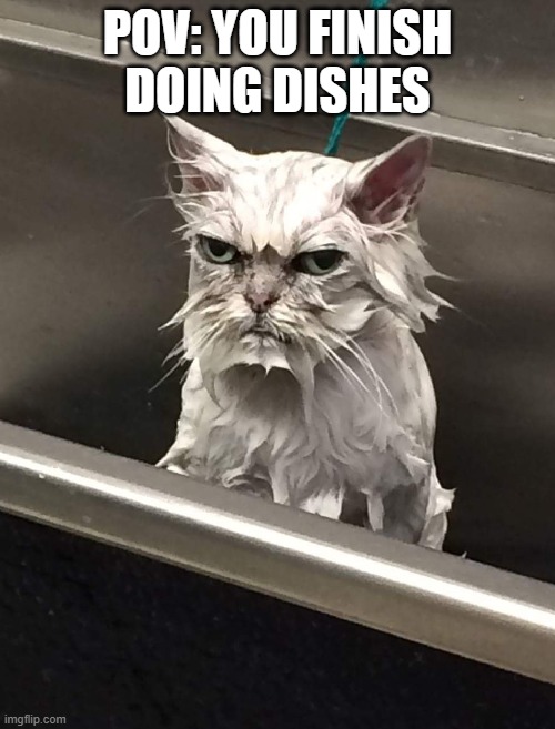 help my account is dead | POV: YOU FINISH DOING DISHES | image tagged in wet unhappy cat,fun,relatable | made w/ Imgflip meme maker