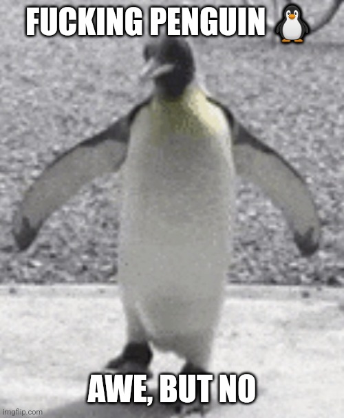 Penguin ? | FUCKING PENGUIN ? AWE, BUT NO | image tagged in penguin | made w/ Imgflip meme maker