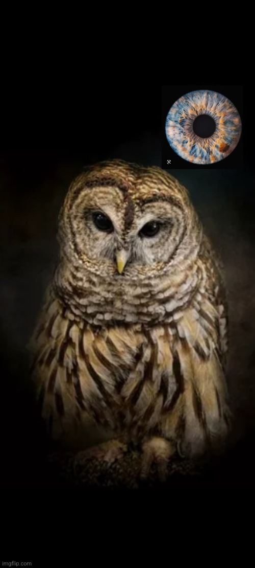 Owl | image tagged in owl | made w/ Imgflip meme maker