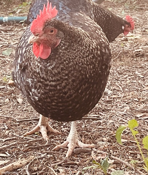 I looked into it and found out that Quimby is a Cuckoo Maran chicken ❤️ | image tagged in chicken,nice cock bro,photography,photos | made w/ Imgflip meme maker