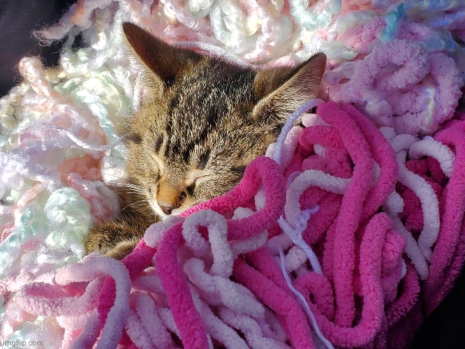 A picture of my friends cat sleeping in yarn :D | image tagged in cats,cat,yarn,sleeping | made w/ Imgflip meme maker