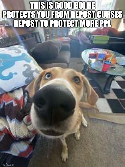 What a good doggo! (SF:. *Pats doggo*) | THIS IS GOOD BOI HE PROTECTS YOU FROM REPOST CURSES
REPOST TO PROTECT MORE PPL | image tagged in repost,doggo | made w/ Imgflip meme maker